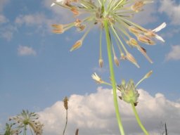 Pelargonium luridum closed flowers